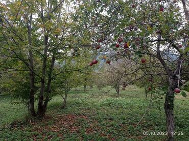 Torpaq sahələrinin satışı: 74 sot, Kupça (Çıxarış) -da lalafo.az — 2 Torpaq sahələrinin satışı: 74 sot, Kupça (Çıxarış) — 2