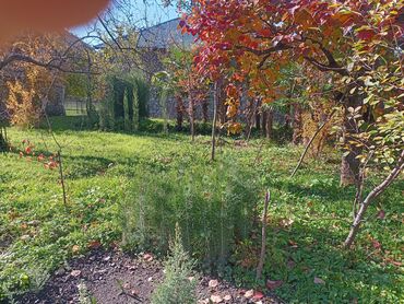 Ağaclar: Məhsul: Bağ və landşaft üçün dekorativ palma və iynəyarpaq — 8