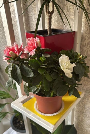 садовой инвентарь: Комнатные растения в горшках - Азалия (Rhododendron simsii) в