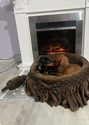 Psi: Patuljasti jazavičari kratkodlaki Patuljasti jazavičari kratkodlaki — 1