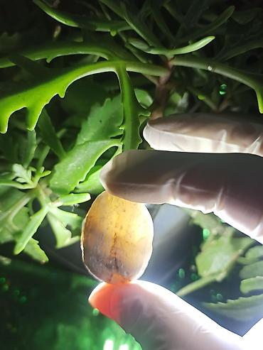 Digər kolleksiyalar: İşıq keçirən Təbii Mineral Daşlar 💎Qiymətlə bağlı maraqlananlar zəhmət — 8