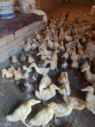 Ördəklər: 107 dene yawil baw ordek 23 gunukdu 3 .70 1 densi cem satlir unvan — 6