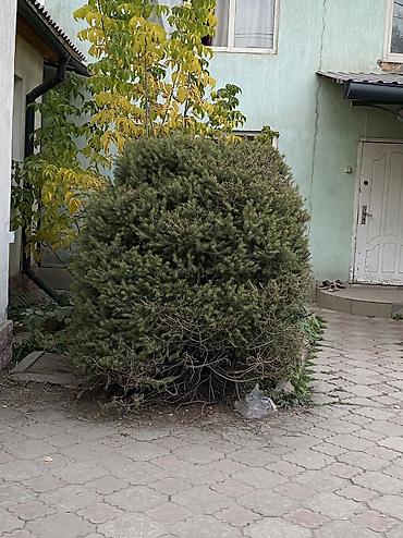 Продаються хвойные ели Высота от 1,80 до ~4 метров 4 метра 15