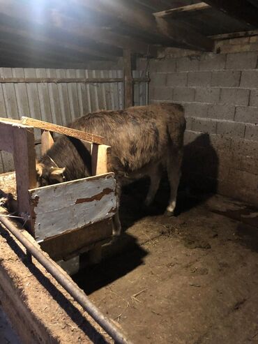 французский бульдог цена щенка: 8 айлык ургачы торпок сатылат Кара балтада 75мин чалгыла
бою 115