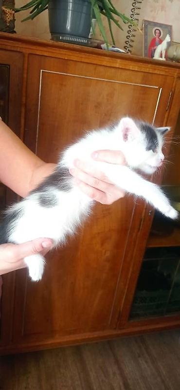 Продажа кошек: Котята, две девочки один мальчик окрасы: бело‑черный и бело‑тигровый — 10