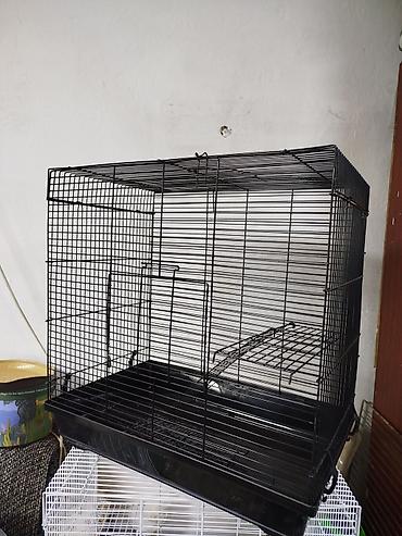 Крысы: Продам маленьких крысят Рэксов . Есть в продаже клетки поильники — 14