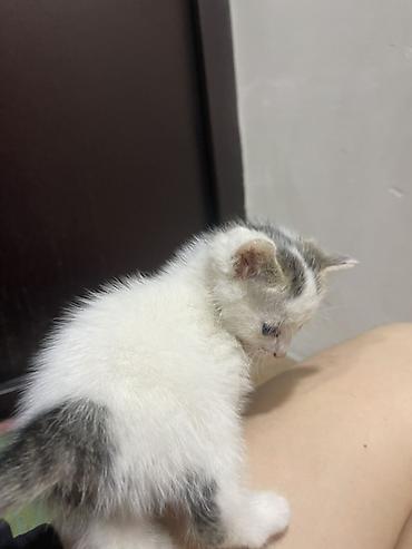 Продажа кошек: Котята, домашние. На фото — два малыша: - Тигрово-полосатый с белыми — 4