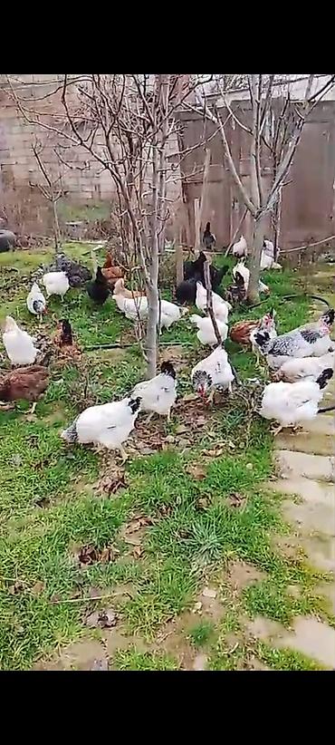 Toyuqlar: ‼️ Təcili Satılır ‼️ Yumurtayan Toyuqlar 1 ilikdi hamısı yumurtayır — 3