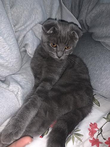 Шотландский вислоухий котёнок (Scottish Fold) - Окрас: сплошной серый