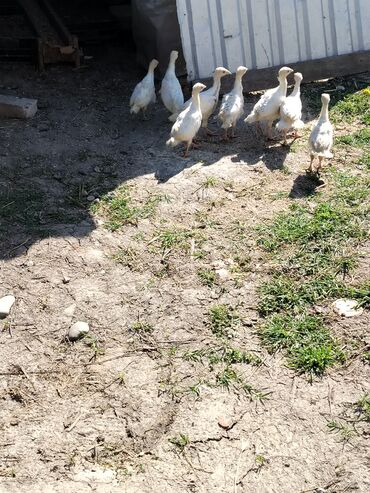 Digər quşlar: 1aylıq hinduşka balası satıram xacımazdadı vasapımdı 0554626380