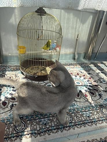 Gümüş rəngli ev pişiyi – zərif, kiçik bədən quruluşlu, qısa və parlaq