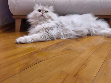 Pişiklər: Dişidi çütleşdirilir 0702500507 — 1