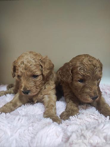 İtlər: Pudel — 15