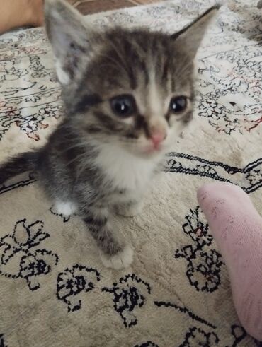 где можно купить кошку: Кошка даром: Беспородная, 1 месяц, Девочка, Приучена к лотку, Проглистована, С прививками