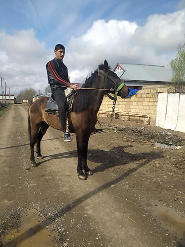 cins atlar: At minik və yük daşıma üçün uyğun, dayanıqlı yerli cins (qəhvəyi, qara — 1
