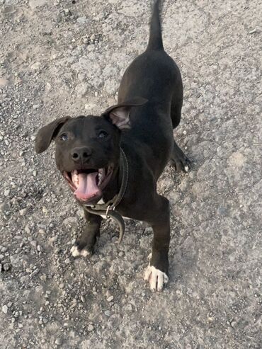 сх животные и товары: Собака даром: Питбуль, 5 месяцев, Самка, С родословной