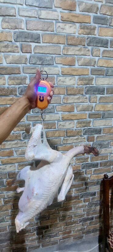 Digər quşlar: Allah herkesin xeyrini versin. Gördüyünüz oz qapinin hinduwkalarindan — 5