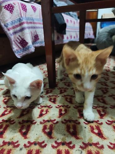 Продажа кошек: КОТЁНОК МАЛЬЧИК 2,5 МЕСЯЦА. Милый рыжебелый котёнок с короткой — 21