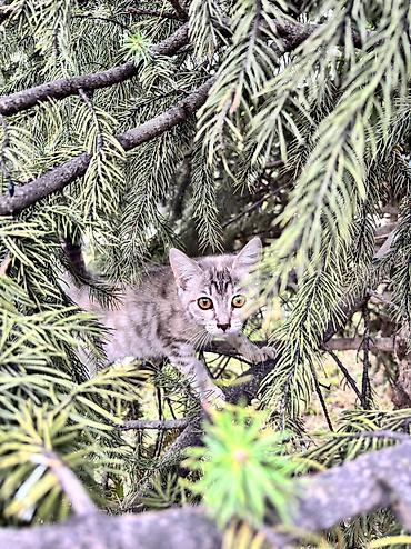 котята черные: 2 месяца, Девочка — 4