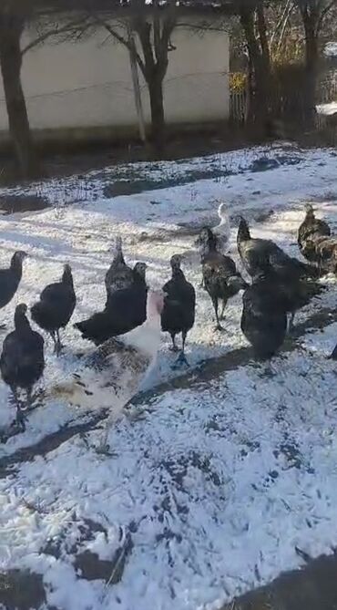 Индюки: Продаю | Индюшка (самка) | Северокавказская | Для разведения | Племенные at lalafo.kg — 6 Индюки: Продаю | Индюшка (самка) | Северокавказская | Для разведения | Племенные — 6