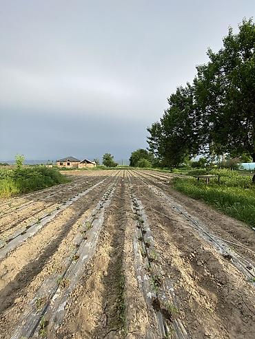 Продажа другой коммерческой недвижимости: 📌В селе Садовое по трассе Кара Балта Бишкек продается большая — 8