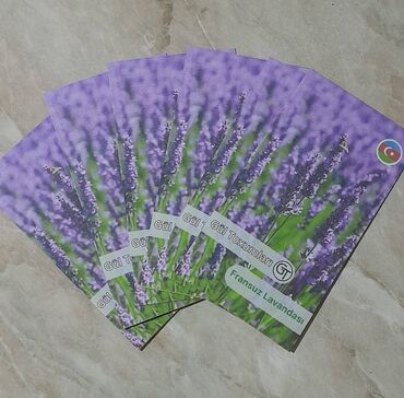 Toxumlar: Fransız lavanda toxumları ! Paçkası 5 manata Başka 50 çür toxumları