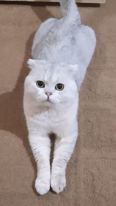 шотландский кот: На вязку Чистокровный Кот Британская Шиншилла Вислоухий . Окрас