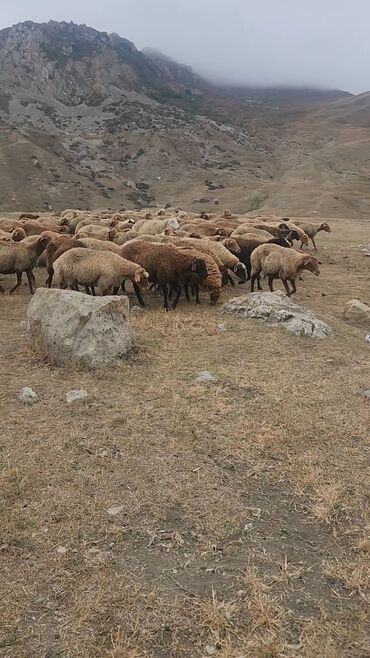 Kənd təsərrüfatı quşları: Mal-qara: Qoyun sürüsü - Növ: Yerli ətlik/yunlu qoyunlar - Rəng