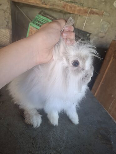 Dovşanlar: Uzun tüklü dekorativ dovşan - Növ: dekorativ, uzun tüklü (aslanbaş — 4