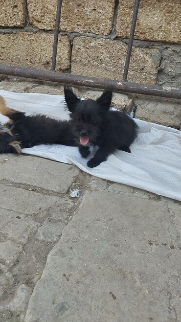 pomerian spits: Şpitz, 3 ay, Dişi, Ünvandan götürmə