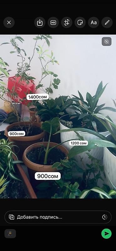 Э В наличии на фото: - хлорофитум — 900 сом; - роза — 4000