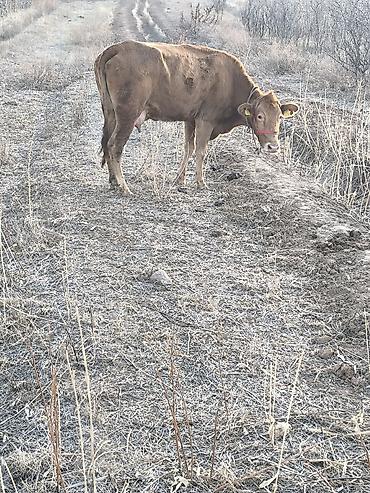 Коровы, быки: Продаю | Корова (самка) | Для разведения | Привязанные — 9