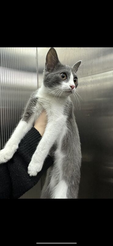 американская енотовая кошка: Отдадим кошку в добрые руки
