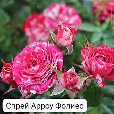 Роза: Чайно-гибридные розы (срезочные сорта) Предлагаются популярные — 7