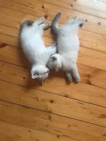 mini lop: Şotland, Erkək, Yaxşı əllərə, Ünvandan götürmə, Ödənişli çatdırılma, Pulsuz çatdırılma — 1