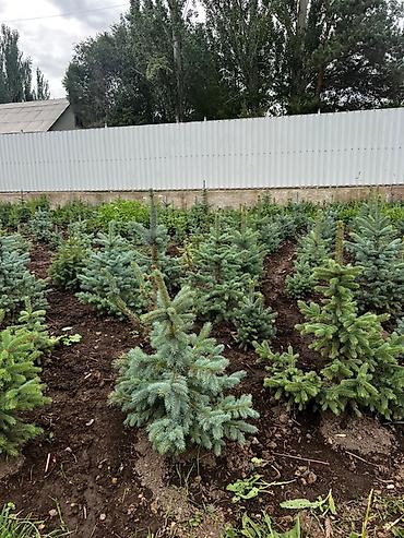 елка голубая: Ель голубая (Picea pungens Glauca) из открытого грунта - Декоративные — 1