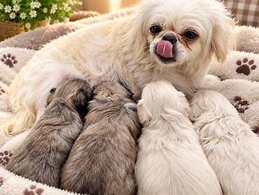 itler davasi: Pekines, 1 ay, Erkək, Peyvəndli, Ünvandan götürmə — 1