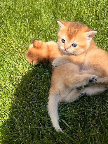 Кошки: Şinşila cinsli pişik qızılı rəngdə tərbiyəlidir quma gedir cox — 4