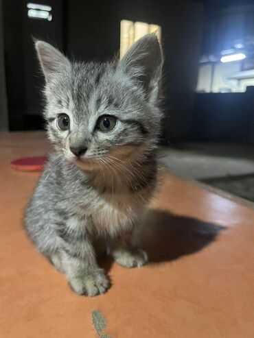серая кошка: Американская короткошёрстная, 3 месяца, Девочка, Серый, С прививками