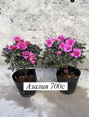 Комнатные цветы оптом и в розницу