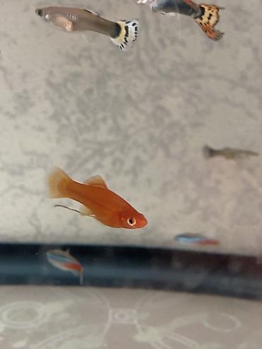 akvarium balıq novləri: Sülhsevər, Ünvandan götürmə, Pulsuz çatdırılma, Ödənişli çatdırılma — 1