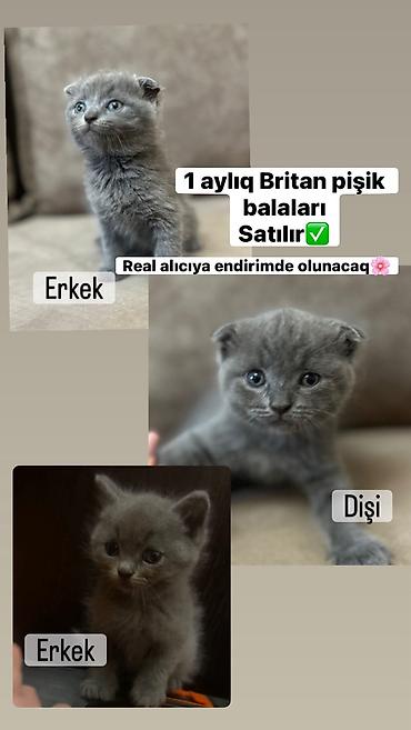 pitbull balaları: Britan, Dişi, Erkək, Ünvandan götürmə — 2