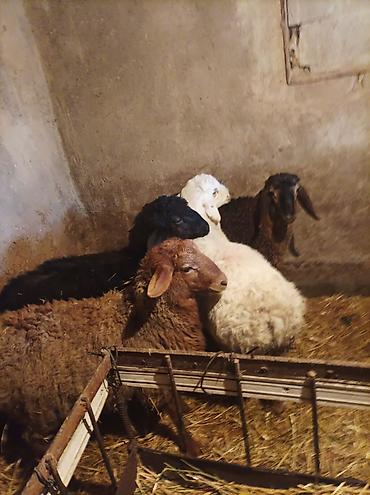 Баран, овца: Продаю | Ягненок | Для разведения — 4