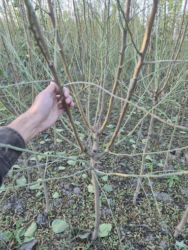 Tinglər: Məhsul: meyvə tingləri Xüsusiyyətlər: - Hər növ meyvə tingləri — 12