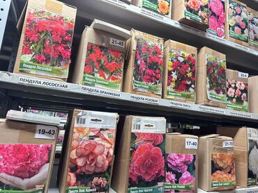 Садовые цветы и кустарники: Луковицы цветка: Лилейники — 14