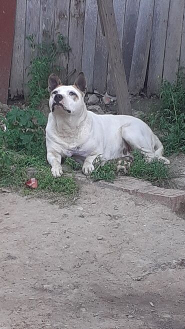 itleri: Pitbul, 1 il, Dişi, Ünvandan götürmə