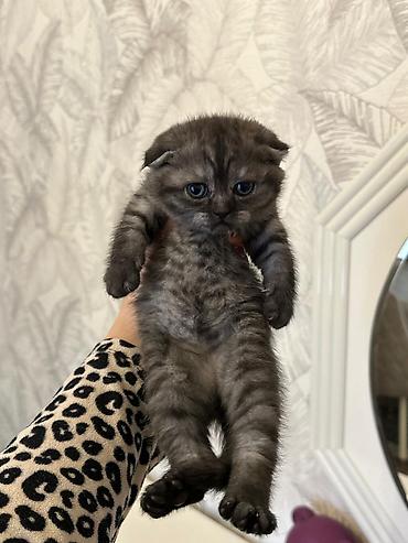 Pişiklər: Şotland — 5