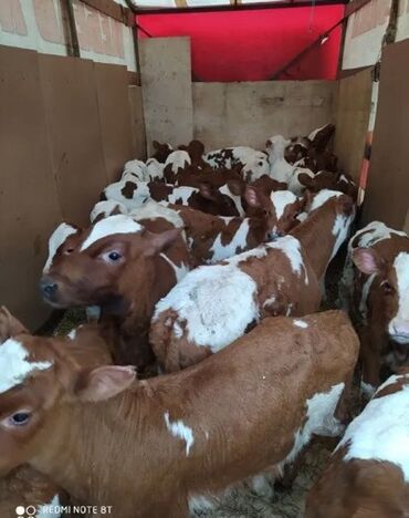 продаю животных: Продам Быков Ковров телята от месеца до годовоала хороший здровые едят