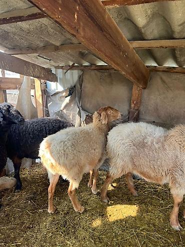 Баран, овца: Продаю | Овца (самка) | Для разведения | Матка — 5