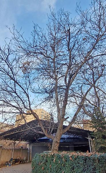 Другие товары для дома и сада: Продаю деревья Орех 5шт. Многолетние, по 40лет и более. Под само-спил — 2